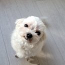 서구애견센타 이미지