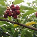 신두리농장 이미지