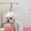 프롬율무 이미지