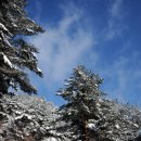 금강송 생태경영림 이미지