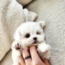 파주켄넬 이미지