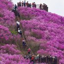 창원 천주산(용주봉 정상)진달래 산행 이미지