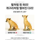 닥터바이 강아지 관절 영양제 후기｜슬개골 관리 시작하며 살펴본 힙앤조인트스위프트