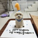 멍개식당 | [의정부][강아지케이크] 강아지 생일케익 픽업&#34;멍개식당&#34;
