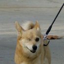 스타애견 이미지