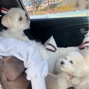 위드펫홈 이미지