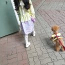 A0023 | 고리형 강아지 진드기퇴치제 풉백옆에 똬악~몽킬라