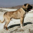 도그동물농장 이미지