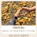 은행나무길 화장실 | 여주 강천섬 은행나무길 방문후기 주차 등 꿀팁있어요! (방문일자 11.3)
