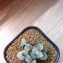 만상농장 이미지