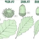 상수리나무 이미지