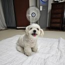 귀엽개 이미지