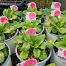 대단해농장 이미지