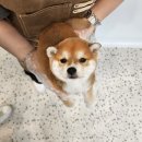 독라이프 이미지