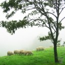 새하얀목장 이미지