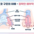 에스클래스성형외과의원 | 울산코성형 | 첫 코성형 망설이는 20대, 수술 전 꼭 알아야 할 5가지 | 더에스의원 박성진 원장 해부학...
