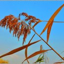 갈대습지공원 이미지