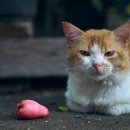 아이사랑동물병원 건강검진센터 이미지