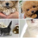 수원고양이전문분양 가토캣슬 광교용인점 | 댕댕이와 눈맞춤, 수원강아지분양 천국