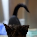 아인동물의료센터 이미지