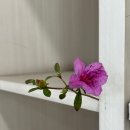 커브스수내클럽 | [수내 커브스] 명사수를 찾아라! 수내클럽배 다트대회의 결과는? 4월의 일정과 &#39;생생정보통&#39;에 등장한...