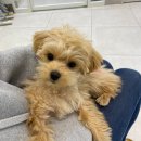 연경동물병원 | 강아지 예방접종 순서 (+연경동물병원 4개월 다닌 후기)