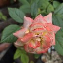 (주)슈파스 이미지