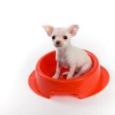 개밥그릇 이미지