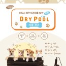 강아지풀 애견 이미지