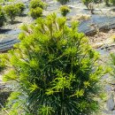 금송농장 이미지