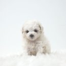 몽글몽글 이미지