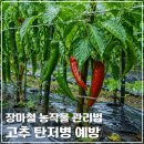 철만농장 네이버블로그