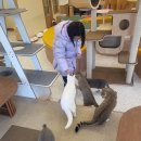 냥이싸롱 | 청주 성안길 아이와 가볼만한 곳, 고양이 카페 '냥이싸롱' 힐링 후기 (입장료/간식/방학나들이)