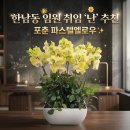 승진농장 | 용산구 임원 축하화분 당일배송 포춘 서양란 7~8대 리본문구 개업난 취임난 승진난