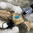 핌피 Daum카페