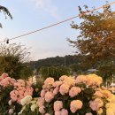 (주)더킹핀 | 2026 공주 수국축제 실시간 개화현황, 주차 정보 아이랑 다녀온 후기