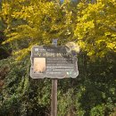 거창읍-25 | [부산경남은행나무 명소] 거창가볼만한곳 의동마을 은행나무길