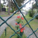 헝가리16 - 비셰그라드 왕궁 유적을 지나 마을을 구경하다! 이미지
