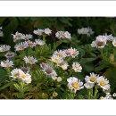 안산 식물원 이미지