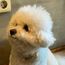 요거프레소건국대점