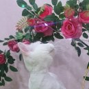 블링블링펫 이미지