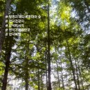 영덕 여행 추천코스 : 명품숲 벌영리 메타세콰이어, 버섯샤브샤브 영덕솔향식당, 별파랑 공원 후기