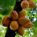 카카오CACAO Daum카페