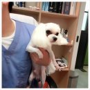 정훈동물병원 네이버블로그