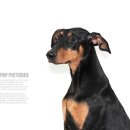 동물사랑애견샵 이미지