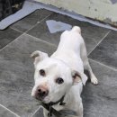 야로동물병원 이미지