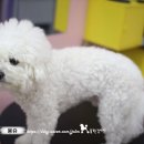 러블리몽슈
