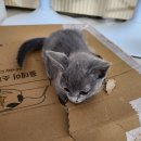 대전 고양이분양 퍼스트캣 대전점 이미지