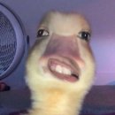 나리목장2 | 강원도는 진짜 춥드래요