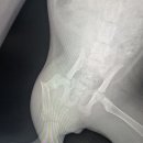 정 메디컬 동물병원 이미지